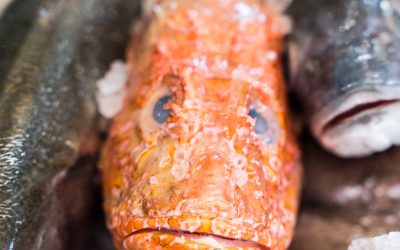Cuando el mar decide: trabajar con pescado y marisco fresco